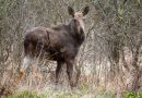 Un moment istoric pentru biodiversitatea României – elanul revine în Parcul Natural Vânători Neamț